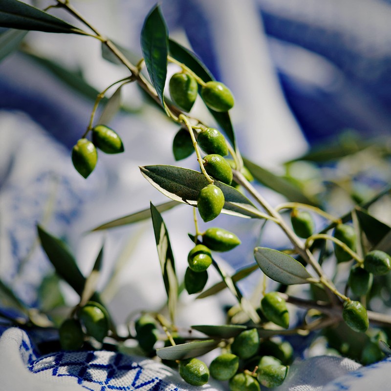 KORRES Olive Nourishing Shampoo