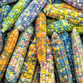 TomorrowSeeds - Glass Gem Ornamental Corn Seeds - 40+ Count Packet - for 2024 Organic Multi Colored Translucent Rainbow Maize Craft Popcorn