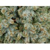 The Jonsteen Company Colorado Blue Spruce | Tree Seed Grow