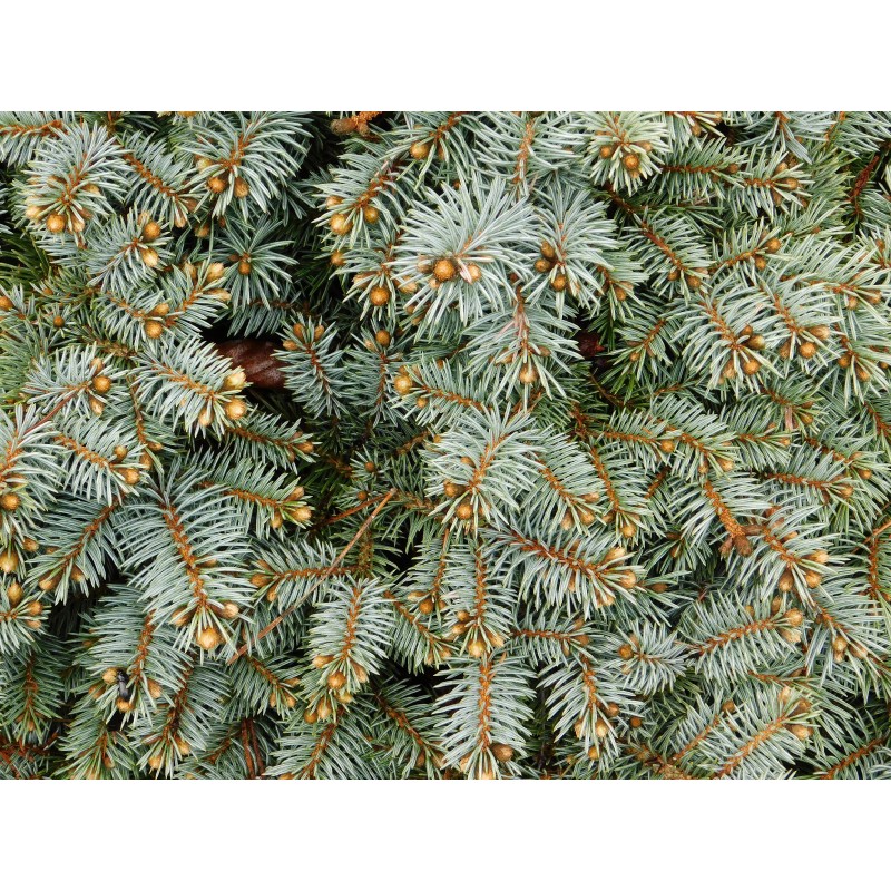 The Jonsteen Company Colorado Blue Spruce | Tree Seed Grow