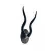Blackbuck horns on panel replica Taxidermy skulls horns skulls