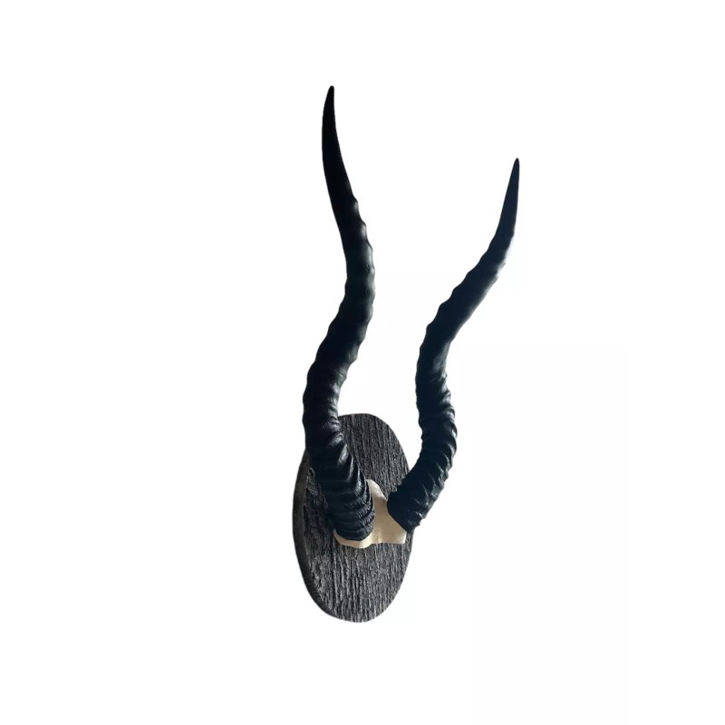 Blackbuck horns on panel replica Taxidermy skulls horns skulls