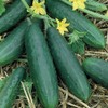 The Gardening World 150 Spacemaster 80 Cucumber Seeds Heirloom