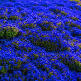 20000+ Creeping Thyme Seeds for Planting Perennial Landscaping Ground Cover Plants Seeds Non-GMO Dwarf Serpyllum Thyme Seeds