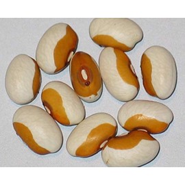 HeirloomSupplySuccess Garden Seeds 25 Heirloom Yellow Eye Beans Seeds