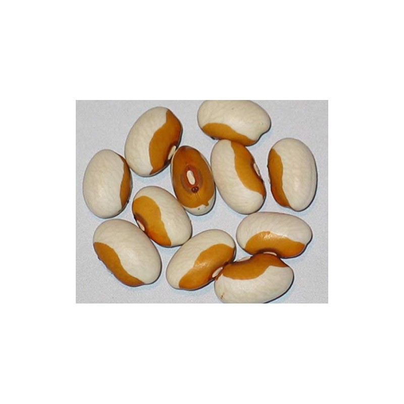 HeirloomSupplySuccess Garden Seeds 25 Heirloom Yellow Eye Beans Seeds