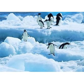 Pracht Creatives Hobby Diamond Painting Set, Picture with Penguins and Accessories, Size Approx. 35 x 25 cm, Craft Set for Painting with Rhinestones for Children from 5 Years