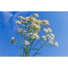 US Organic 100% Pure Yarrow Essential Oil, USDA Certified Organic, Steam Distilled, Achillea Millefolium, Therapeutic Grade, Calming & Soothing, Skin Care & Aromatherapy, Sourced from Bulgaria (5 ml)