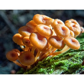 Funnel Chanterelle Yellow FT Mushroom Spores in Sawdust Bag Garden Grow Kit 5gal