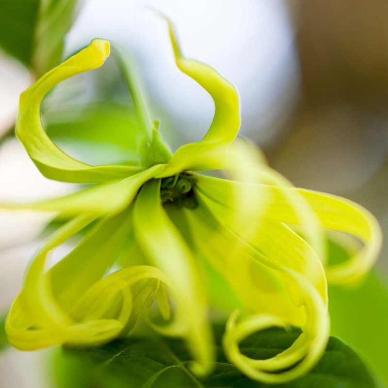 Flavor Life Ylang-Ylang Essential Oils 10ml