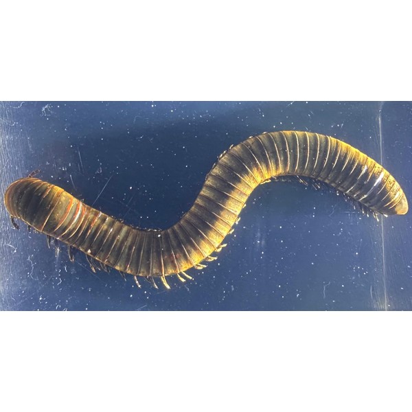 2.9" Real Millipede in Crystal Clear Lucite Resin Specimen Preserved