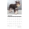 Just Miniature Schnauzers 2023 Wall Calendar