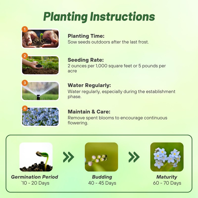 Outsidepride Blue Forget Me Not Seeds - 10000 Pcs Low