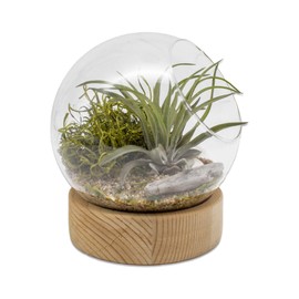 5.5 Inch Glass Dome DIY Indoor Air Plant Terrarium Kit with Live Tillandsia Ionantha Air Plants and Terrarium Accessories for Indoor Gardens and Home Décor (Glass Dome)