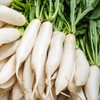 Outsidepride Daikon Radish Cover Crop Seed - 10 lbs