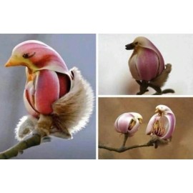 CZ Grain 5 Yulan Magnolia Tree Seeds to Plant Spring Buds Look Like Pink Birds