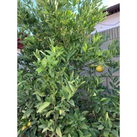 Fresh Organic Tangerine Orange Leaves - Grown in Southern California (50 leaves)