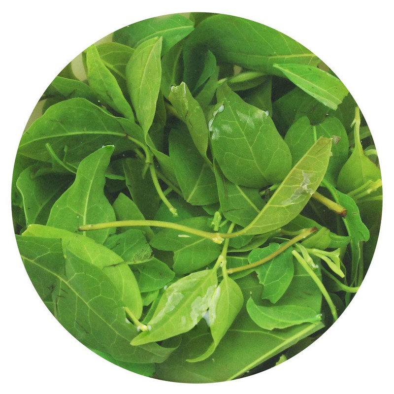 GOARTEA Ku Ding Tea 100g / 3.5oz Premium Kuding Tea