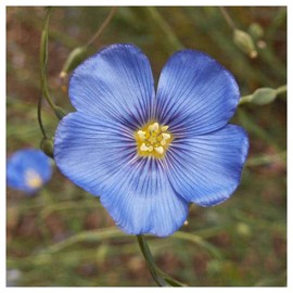 Everwilde Farms - 1/4 Lb Blue Flax Wildflower Seeds - Gold Vault
