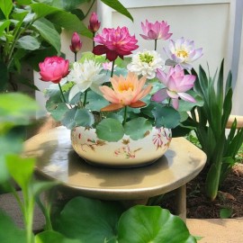 JQBay 10pcs Mixed Color Bowl Lotus Seeds Premium Bonsai Set for Beautiful Water Plants