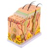 50X Three Dimensional Human Skin Magnified Model, Biology Teaching Skin