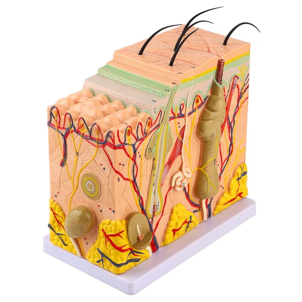 50X Three Dimensional Human Skin Magnified Model, Biology Teaching Skin