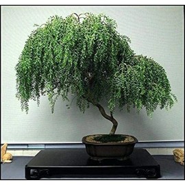 CZ Grain Dwarf Weeping Willow Bonsai Tree Cutting - Thick Trunk Start, A Must Have