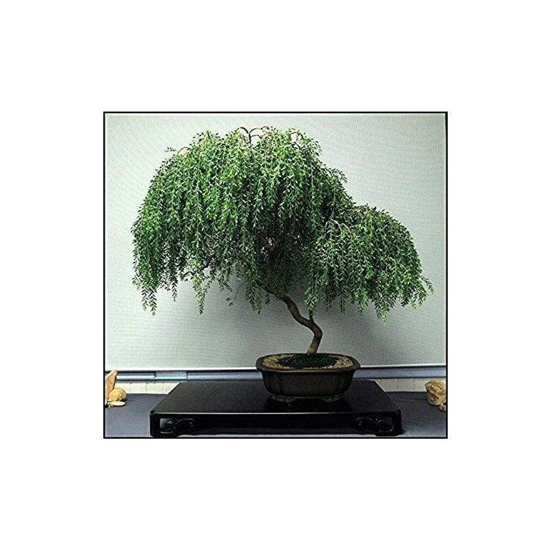 CZ Grain Dwarf Weeping Willow Bonsai Tree Cutting - Thick
