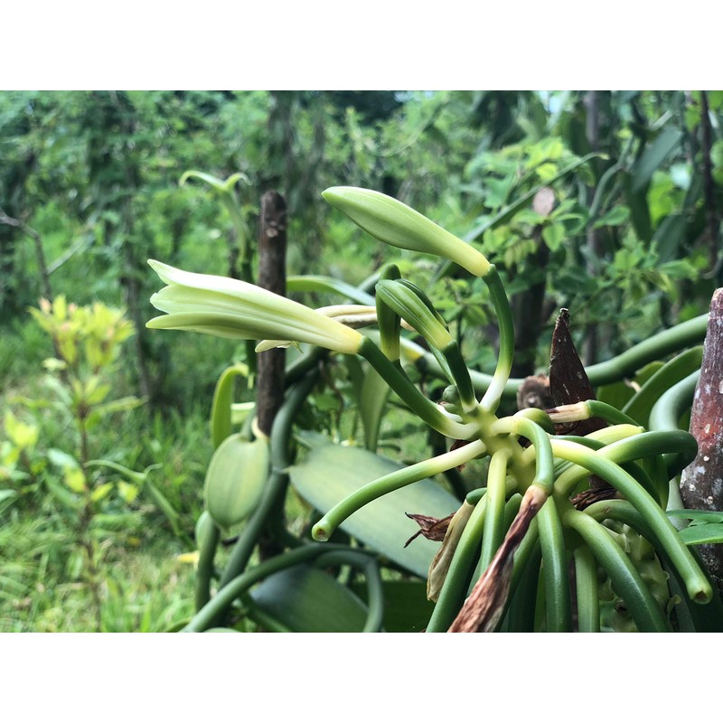 InterVanilla Genuine Organic Bourbon Vanilla Beans, 18-20 cm, Pack of