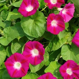 Southeast Seeds Scarlet O'Hara Morning Glory Seeds, Climbing Vine, Variety Sizes, FREE SHIPPING - 70 Seeds or 1/8 OZ