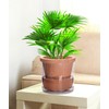 D'vine Dev 10 Inch Design Self Watering Pot for Indoor