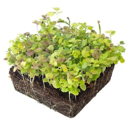 Mesclun Baby Greens Seeds Mix - 1 Lb ~400,000 Seeds - A Vibrant Mix of Arugula, Spinach, Swiss Chard, Endive, Kale, Mustard, and Lettuce Seeds for Planting