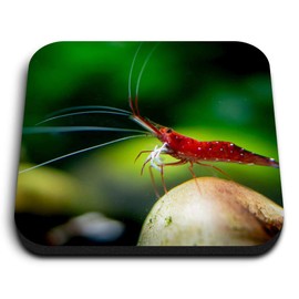 1 x quadratischer MDF-Kühlschrankmagnet – Zwerggarnelen Fisch Aquarium 44924