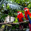 FOMIYES 2 Juegos Tazón De Loro Alimento Jaula Comedero para