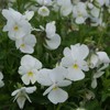 Outsidepride White Pansy Flower Seed - 2000 Seeds