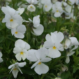 Outsidepride White Pansy Flower Seed - 2000 Seeds