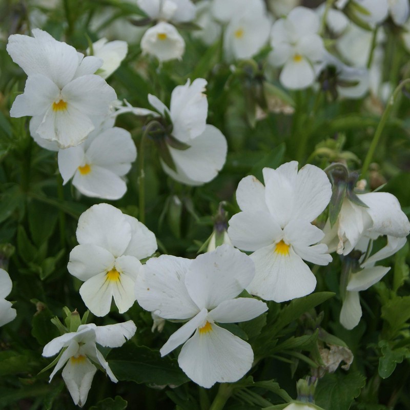 Outsidepride White Pansy Flower Seed - 2000 Seeds