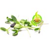 Todd's Seeds Black Oil Non-GMO Sprouting Sunflower Seeds Chemical Free