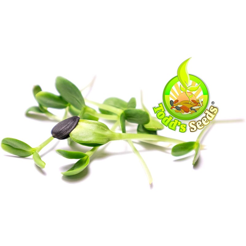 Todd's Seeds Black Oil Non-GMO Sprouting Sunflower Seeds Chemical Free