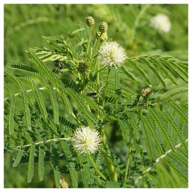 Everwilde Farms - 1 Lb Illinois Bundleflower Native Wildflower Seeds - Gold Vault