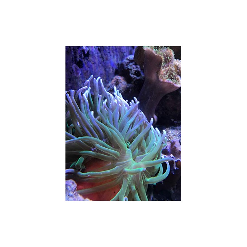 Seachem Reef Calcium 250ml