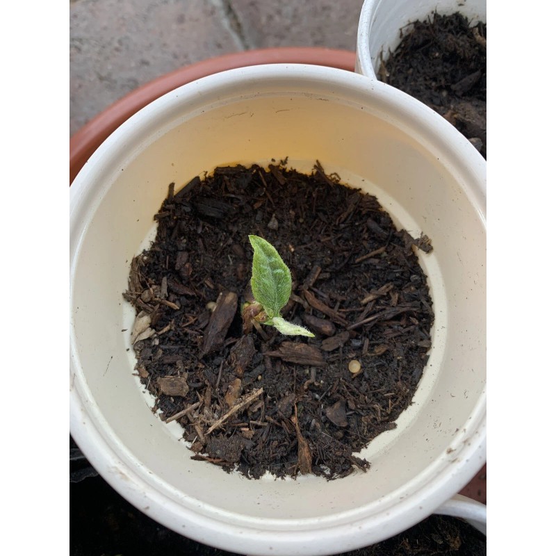 Tree 2 LOQUAT FRUIT TREE 3-6 Months Old Tree 2/3”