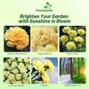 Outsidepride Yellow Carnation Seeds - 1000 Pcs Biennial, Easy to