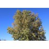 CZ Grain 30 Arizona Ash Tree Seeds for Planting -