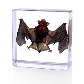 Taxidermy Bat,Real Bat Taxidermy Animals in Resin,Real Bat Specimen for Science Education,Biology Classroom,Specimen Enthusiasts,Décor,Great Gift,Oddities 2.95 x 2.95 x 0.94 inch