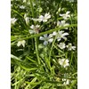 Mountain View Seeds 100571 Shady Wildflowers, Assorted