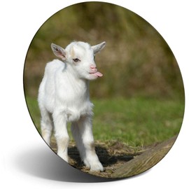 Destination Vinyl ltd Magnet for Refrigerator, Fridge - Cute White Baby Goat Farm Farmer Fun for Office, Cabinet and Whiteboard, Magnetic Stickers, 8650