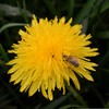 Dandelion British Wildflower Seeds -Yellow Fast Grow Taraxacum officinale) -
