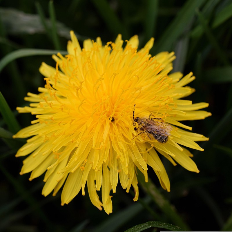 Dandelion British Wildflower Seeds -Yellow Fast Grow Taraxacum officinale) -