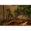 AQUA KT Reptile Corner Branch with Green Leaves Terrarium Desert